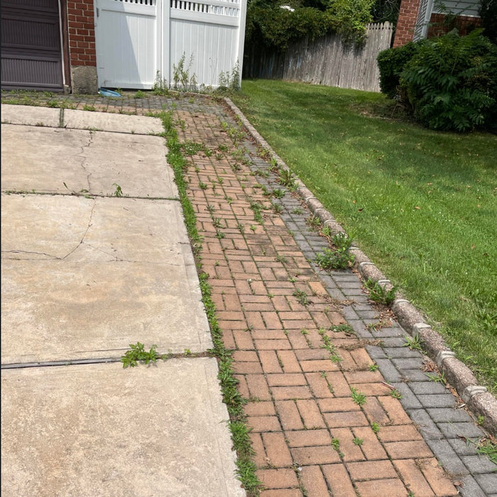 Weeds before treatment